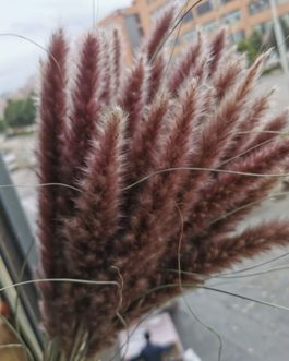 15PCS Buddha Dust Reed 55-60cm Pampas Grass Natural Dry Flower Bunch Decor Accesories For Home Party Wedding Decoration