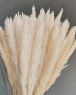 15Pcs Dried Small Pampas Grass Flowers Pantas Artificiales Para Decoracion Real Plants Home Decor Wedding Decoration