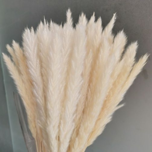 15Pcs Dried Small Pampas Grass Flowers Pantas Artificiales Para Decoracion Real Plants Home Decor Wedding Decoration - Image 2