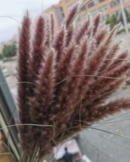 15Pcs Dried Small Pampas Grass Flowers Pantas Artificiales Para Decoracion Real Plants Home Decor Wedding Decoration