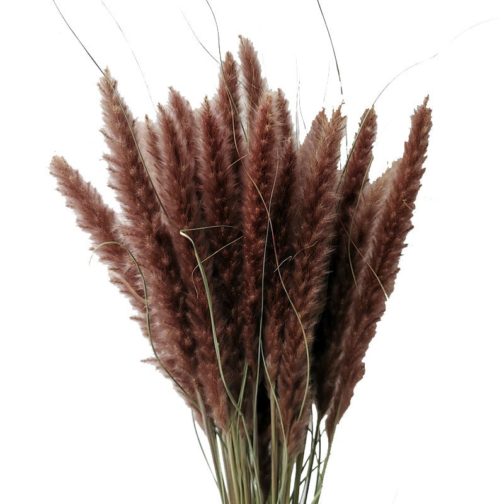 15Pcs Dried Small Pampas Grass Flowers Pantas Artificiales Para Decoracion Real Plants Home Decor Wedding Decoration - Image 6