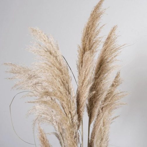 1Pc Dried Natural Pampas Grass Fluffy Dried Wedding Natural Plants White Dried Flower Bouquet For Home Christmas Decoration 55cm - Image 4