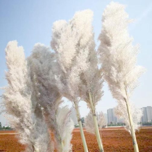 1Pc Dried Natural Pampas Grass Fluffy Dried Wedding Natural Plants White Dried Flower Bouquet For Home Christmas Decoration 55cm