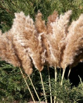 20 Stems Dried Pampas Grass Bouquet Wedding Decor Dried Flowers Christmas DecorArtificial Flowers Fall Decor Altificial Grass