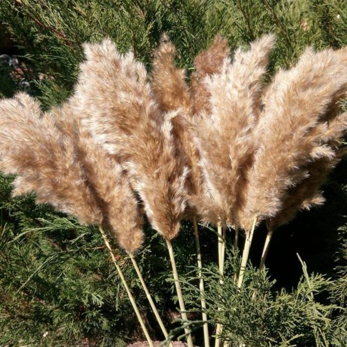 20 Stems Dried Pampas Grass Bouquet Wedding Decor Dried Flowers Christmas DecorArtificial Flowers Fall Decor Altificial Grass - Image 2