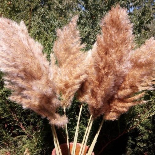 20 Stems Dried Pampas Grass Bouquet Wedding Decor Dried Flowers Christmas DecorArtificial Flowers Fall Decor Altificial Grass - Image 3