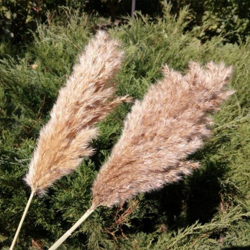 20 Stems Dried Pampas Grass Bouquet Wedding Decor Dried Flowers Christmas DecorArtificial Flowers Fall Decor Altificial Grass - Image 4