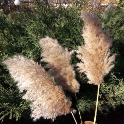 20 Stems Dried Pampas Grass Bouquet Wedding Decor Dried Flowers Christmas DecorArtificial Flowers Fall Decor Altificial Grass - Image 5