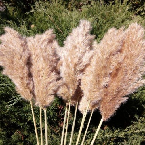 20 Stems Dried Pampas Grass Bouquet Wedding Decor Dried Flowers Christmas DecorArtificial Flowers Fall Decor Altificial Grass