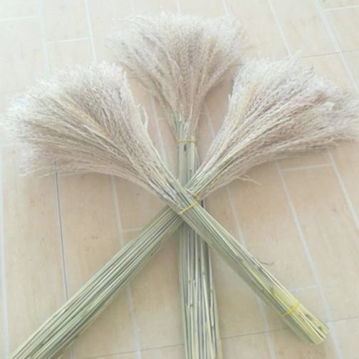 20pcs dried pampas grass natural phragmites&reed flowers&bulrush flowers communis wedding flower bunch - Image 3