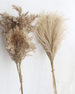 20pcs dried pampas grass natural phragmites&reed flowers&bulrush flowers communis wedding flower bunch