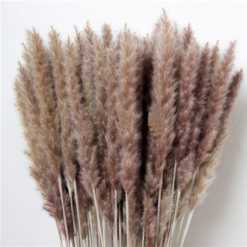 20pcs dried pampas grass natural phragmites&reed flowers&bulrush flowers communis wedding flower bunch - Image 6