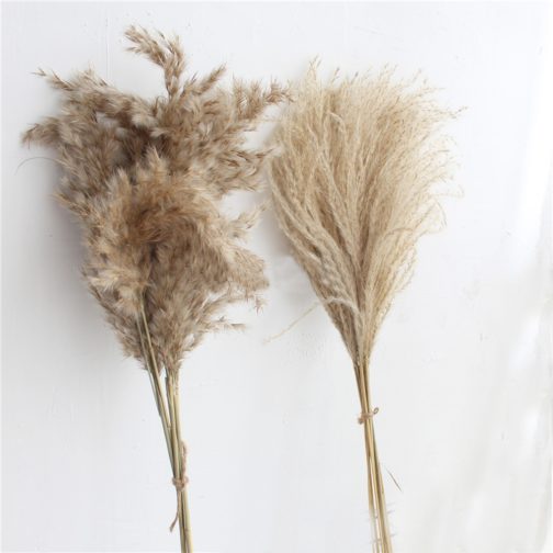 20pcs dried pampas grass natural phragmites&reed flowers&bulrush flowers communis wedding flower bunch