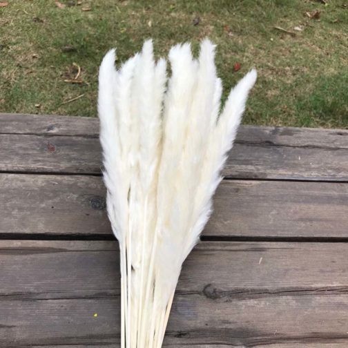 30PCS/Length 42-50CM Real Dried Natural Grass Reed Flower,Dry Small Bulrush Bouquet,Pampas Reeds,Home Decoration,Wedding Decor - Image 3