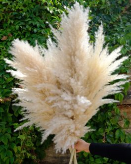 80cm Natural Reed Dried Flores Preservadas Big Pampas Grass Bouquet DIY Wedding Flower Ceremony Decoration Modern Home Decor