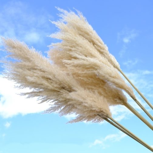 80cm Natural Reed Dried Flores Preservadas Big Pampas Grass Bouquet DIY Wedding Flower Ceremony Decoration Modern Home Decor - Image 6