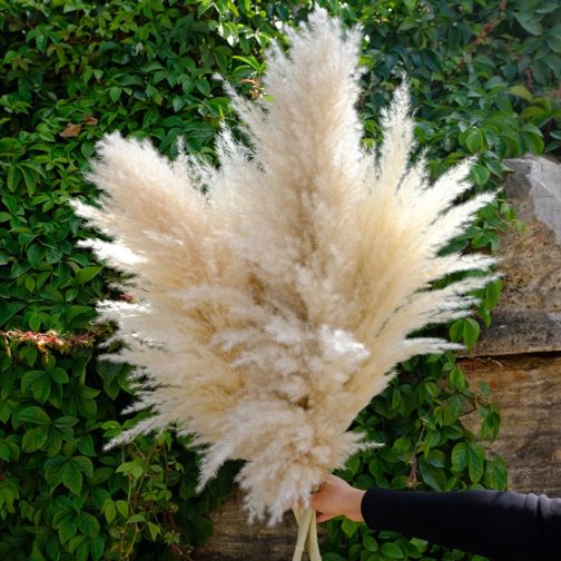80cm Natural Reed Dried Flores Preservadas Big Pampas Grass Bouquet DIY Wedding Flower Ceremony Decoration Modern Home Decor