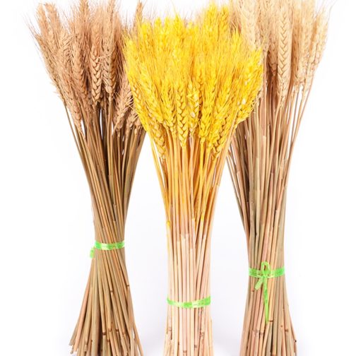 Bulrush Natural Dried Small Pampas Grass Phragmites Artificial Plants Wedding Flower Bunch for Home Decor Fake Flowers - Image 6