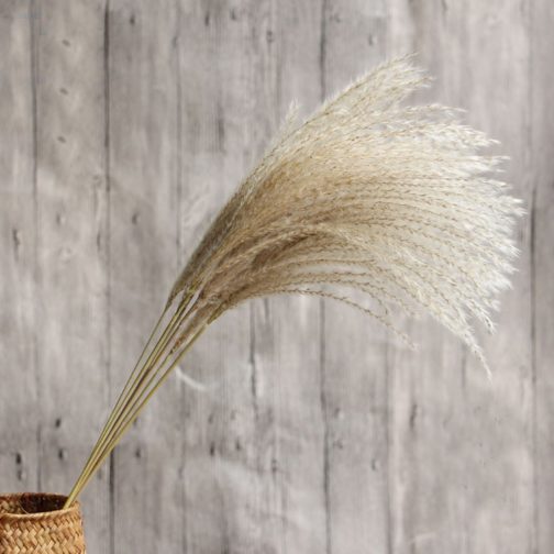 20pcs dried pampas grass natural phragmites&reed flowers&bulrush flowers communis wedding flower bunch - Image 11