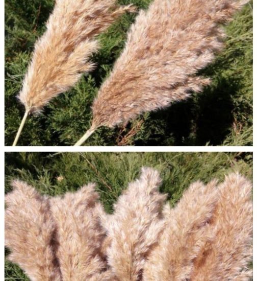 20 Stems Dried Pampas Grass Bouquet Wedding Decor Dried Flowers Christmas DecorArtificial Flowers Fall Decor Altificial Grass - Image 12