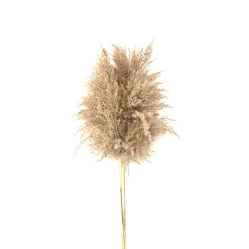 Light color wedding flowers bunch natural dried pampas grass flower beautiful reed christmas home wedding decoration phragmites - Image 7