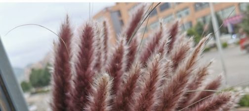 15Pcs Dried Small Pampas Grass Flowers Pantas Artificiales Para Decoracion Real Plants Home Decor Wedding Decoration - Image 9