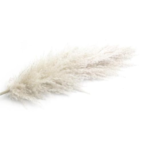 1Pc Dried Natural Pampas Grass Fluffy Dried Wedding Natural Plants White Dried Flower Bouquet For Home Christmas Decoration 55cm - Image 8