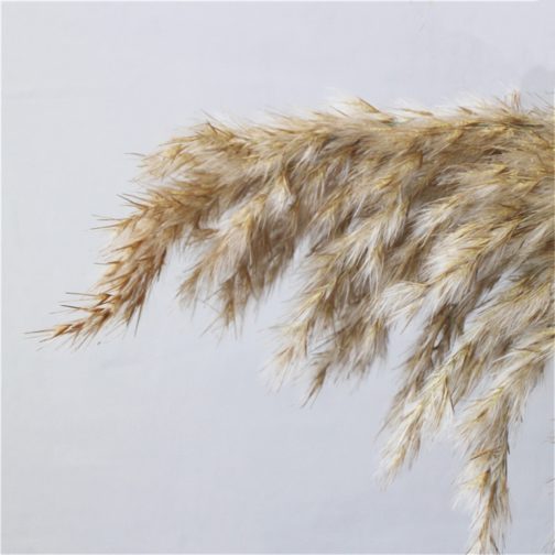 Light color wedding flowers bunch natural dried pampas grass flower beautiful reed christmas home wedding decoration phragmites - Image 12