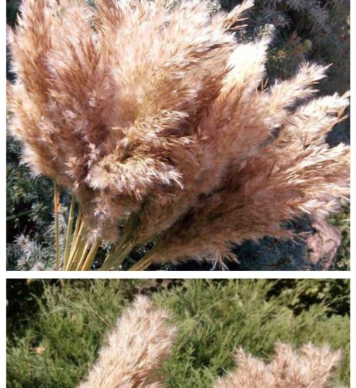 20 Stems Dried Pampas Grass Bouquet Wedding Decor Dried Flowers Christmas DecorArtificial Flowers Fall Decor Altificial Grass - Image 11