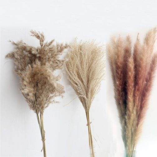 20pcs dried pampas grass natural phragmites&reed flowers&bulrush flowers communis wedding flower bunch - Image 7