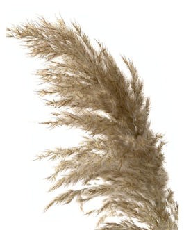 Light color wedding flowers bunch natural dried pampas grass flower beautiful reed christmas home wedding decoration phragmites