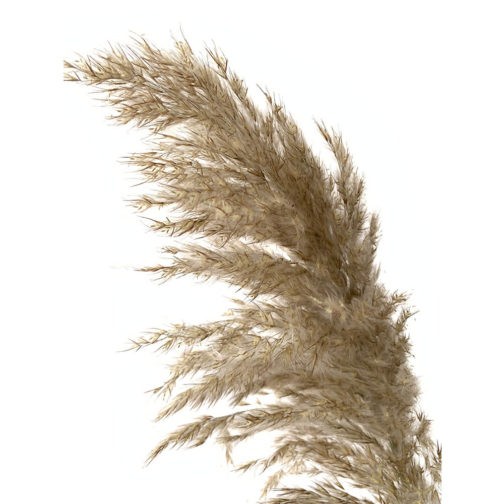 Light color wedding flowers bunch natural dried pampas grass flower beautiful reed christmas home wedding decoration phragmites - Image 2