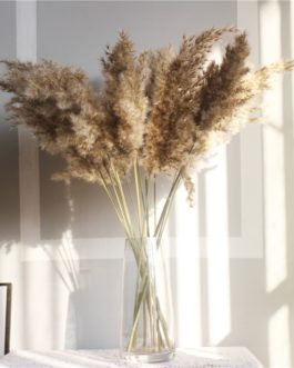 Light color wedding flowers bunch natural dried pampas grass flower beautiful reed christmas home wedding decoration phragmites