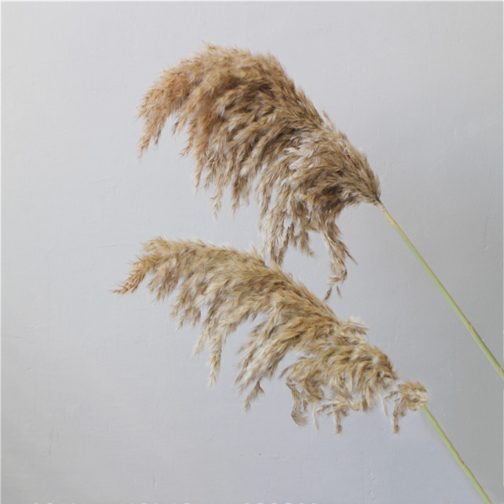 Light color wedding flowers bunch natural dried pampas grass flower beautiful reed christmas home wedding decoration phragmites - Image 4