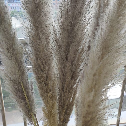 Wholesale Natural Dried reed straw large decorative pampas grass for wedding