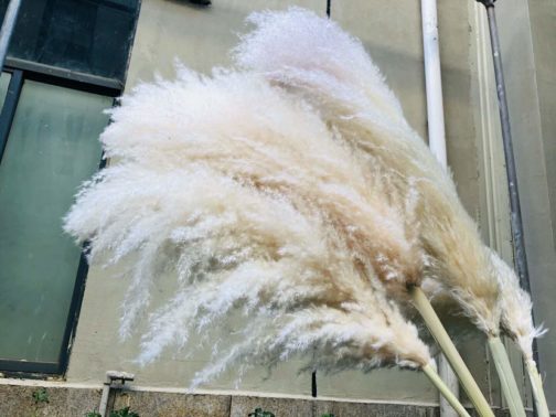 Best Popular Natural Fluffy Dried Grass Pampas Flower Artificial Pampas Large Pampas Grass For wedding decoration