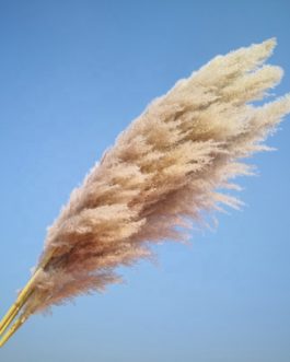 Wholesale Natural Dried reed straw large decorative pampas grass for wedding