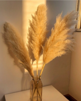 hot selling dried pampas grass natutal color large reed wdding decor (as photo)