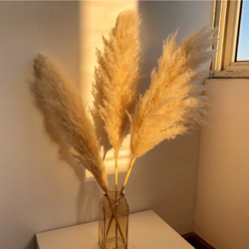 hot selling dried pampas grass natutal color large reed wdding decor