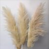 Wholesale Dried Flower Dry Pampas Grass For Decoration