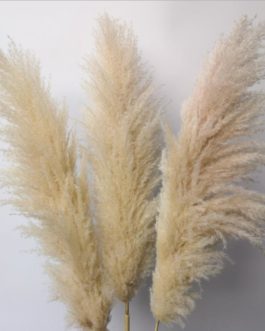 Wholesale Dried Flower Dry Pampas Grass For Decoration