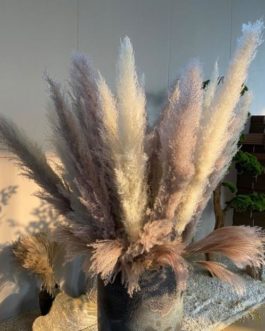 Wholesale Dried Flower Dry Pampas Grass For Decoration