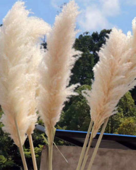 Preserved Pampas Grass Dried Flowers Ins Hot Sell For Decoration (1)