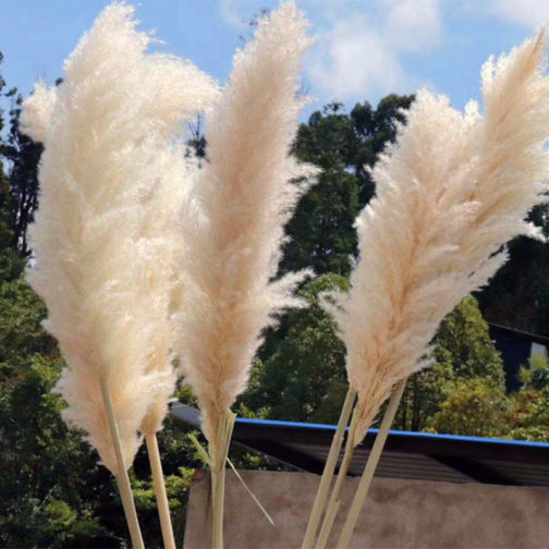 Preserved Pampas Grass Dried Flowers Ins Hot Sell For Decoration