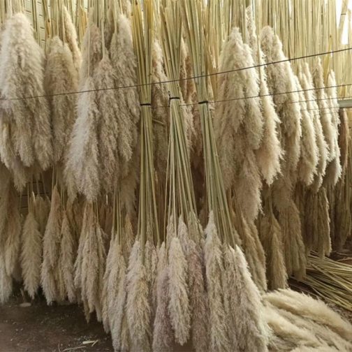 H-1Boho Large Dried Dry Pampas Grass Flower Beige Color Fluffy Feather Wedding Home Decoration Cheap Wholesale Factory Supply