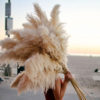 Wedding Natural Dry Flowers Large Fluffy White Dried Pampas Grass