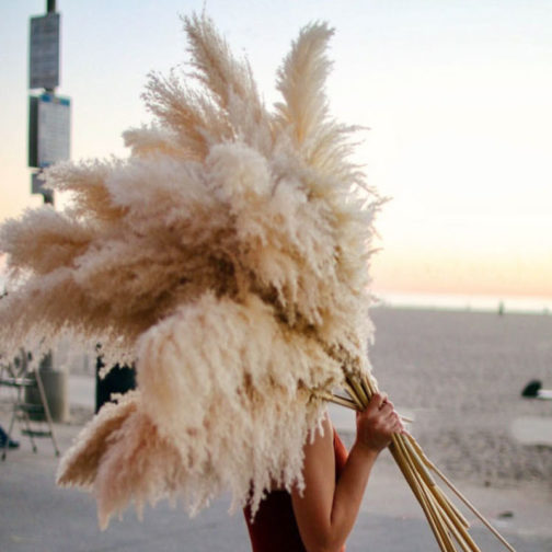 Wedding Natural Dry Flowers Large Fluffy White Dried Pampas Grass