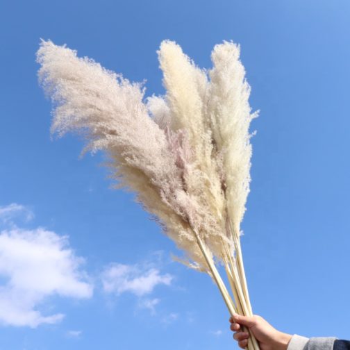 Wholesale Natural Dried Reed Large Pampas Grass Hot Selling For Home or Weddings Decoration