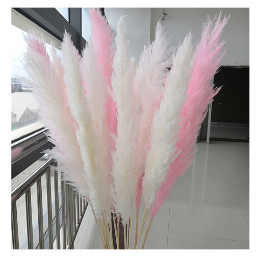 Wholesale Natural Dried reed straw large decorative pampas grass for wedding