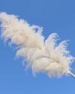 Wholesale Natural Dried Reed Large Pampas Grass Hot Selling For Home or Weddings Decoration